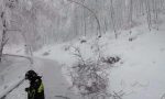 Neve come Vaia: strage di alberi