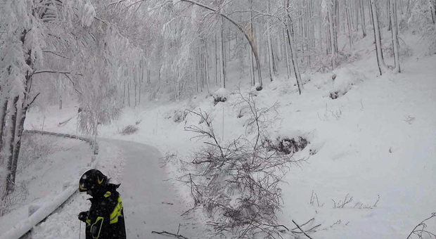 Neve come Vaia: strage di alberi