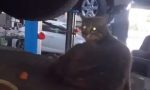 Miagolio nell’auto, la porta in officina: mamma gatto stava partorendo i cuccioli – VIDEO