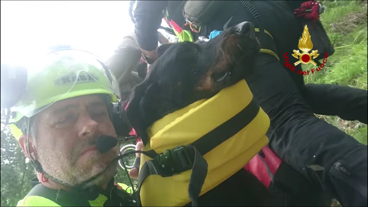 Cane morso da una vipera sul Col Nudo: elisoccorso in azione per salvarlo VIDEO