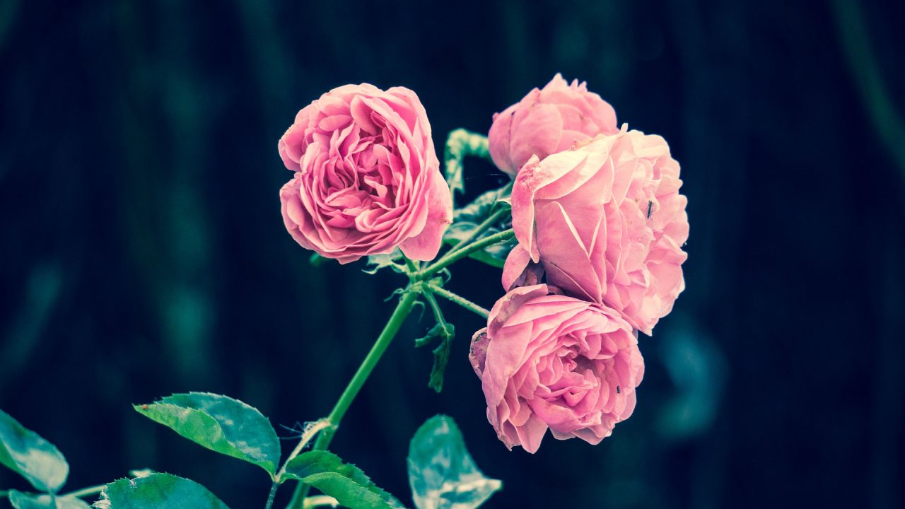 Storie di vita, #storiedirose: al via il contest fotografico e narrativo del Museo Etnografico della Provincia