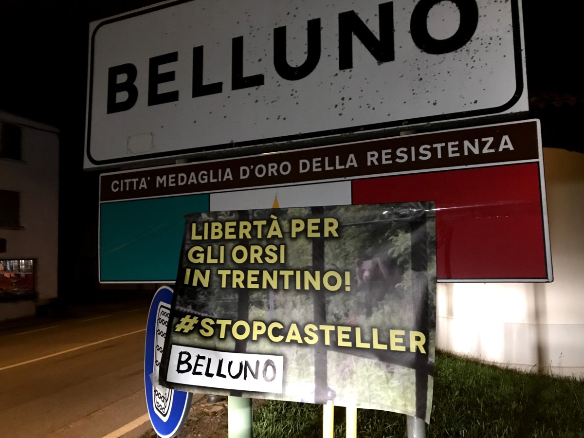 “Libertà per gli orsi del Trentino!”: anche a Belluno striscioni contro la detenzione di M49, M59 e DJ3