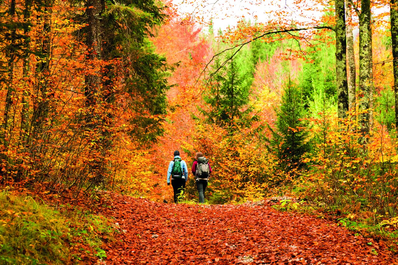 Ultimi posti disponibili per la rassegna “Tracce di foliage. I colori di Belluno”