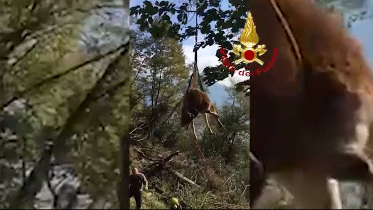 Mucca gravida finisce nel dirupo sul Monte Tomatico: recuperata con l’elicottero – VIDEO
