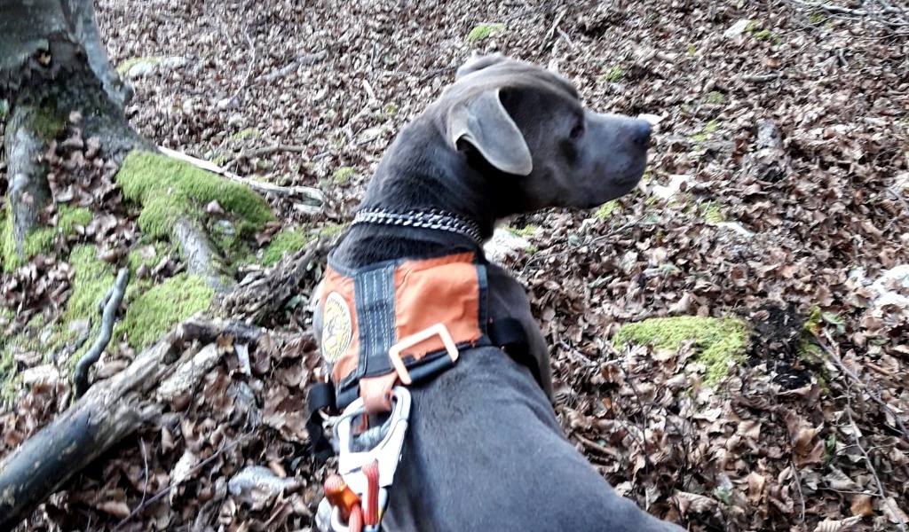 Pasticcio si perde nei boschi sopra Podenzoi, recuperato dal Soccorso Alpino dopo una notte FOTO