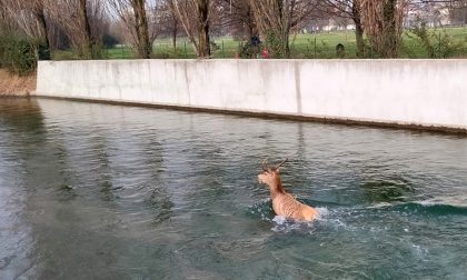 Video del cervo in fuga nel naviglio: salvato, poi però muore per lo stress