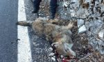Investita una lupa a Sovramonte alle porte del Parco Nazionale Dolomiti Bellunesi