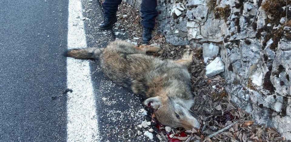 Investita una lupa a Sovramonte alle porte del Parco Nazionale Dolomiti Bellunesi