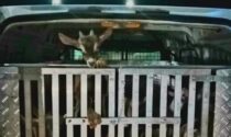 Trasporto illecito di animali vivi: fermato un furgone con 20 capretti ammassati nella gabbia metallica