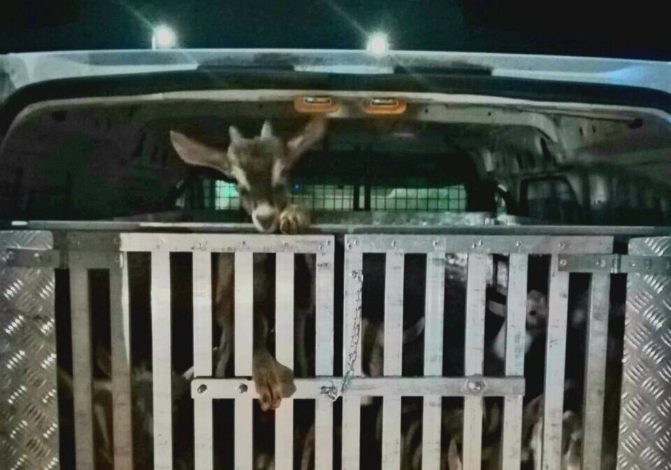 Trasporto illecito di animali vivi: fermato un furgone con 20 capretti ammassati nella gabbia metallica