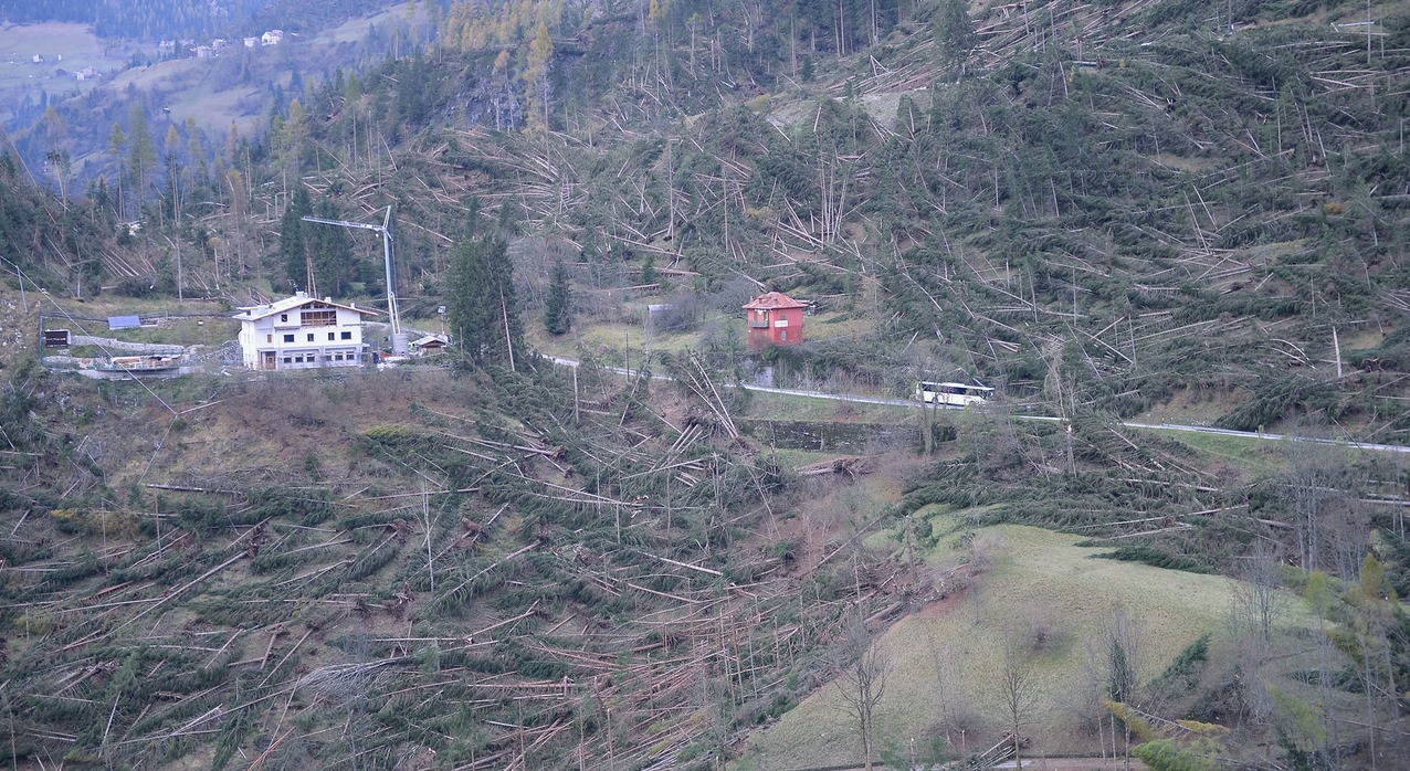 Rimboschimento in Val Visdende dopo la tempesta Vaia: progetto da 100mila euro