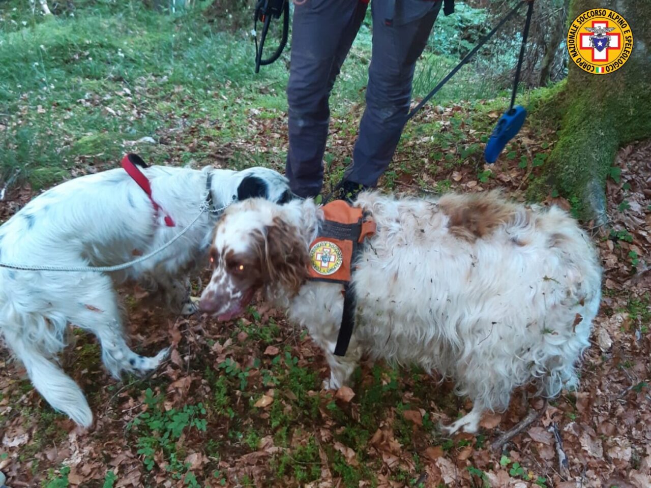 Due cani finiscono in una forra, Scott e Teo recuperati dal soccorso Alpino