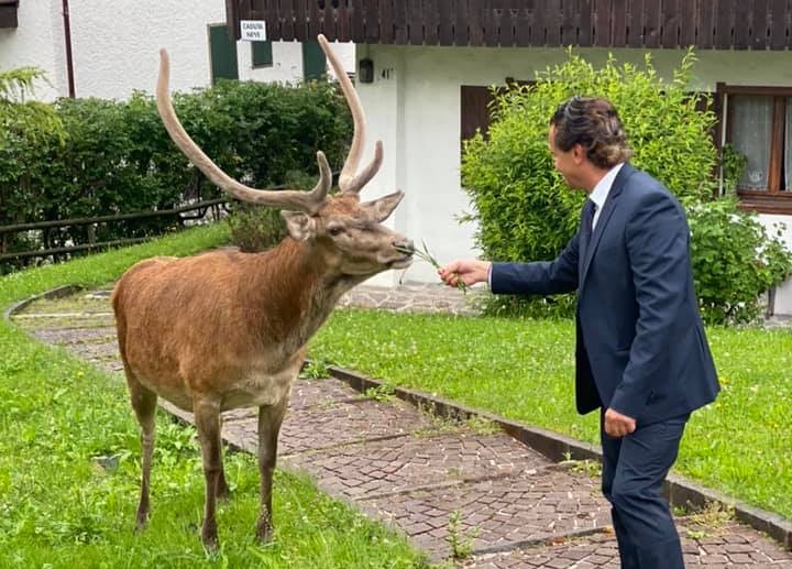 Il video del sindaco che esce di casa, trova un cervo in giardino ed è subito amicizia