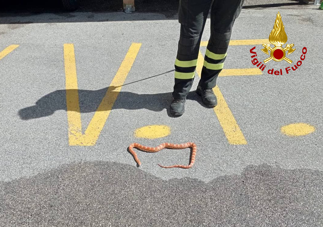 Serpente nei pressi di un albergo ad Auronzo di Cadore, intervengono i Vigili del Fuoco