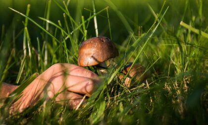 Cercatore di funghi si ferisce nel bosco vicino a Fusine