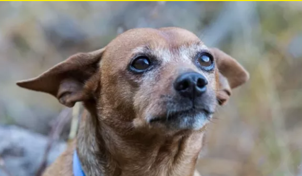 Addio a Luigi, il cane-postino che portava beni di prima necessità alla famiglia durante il lockdown