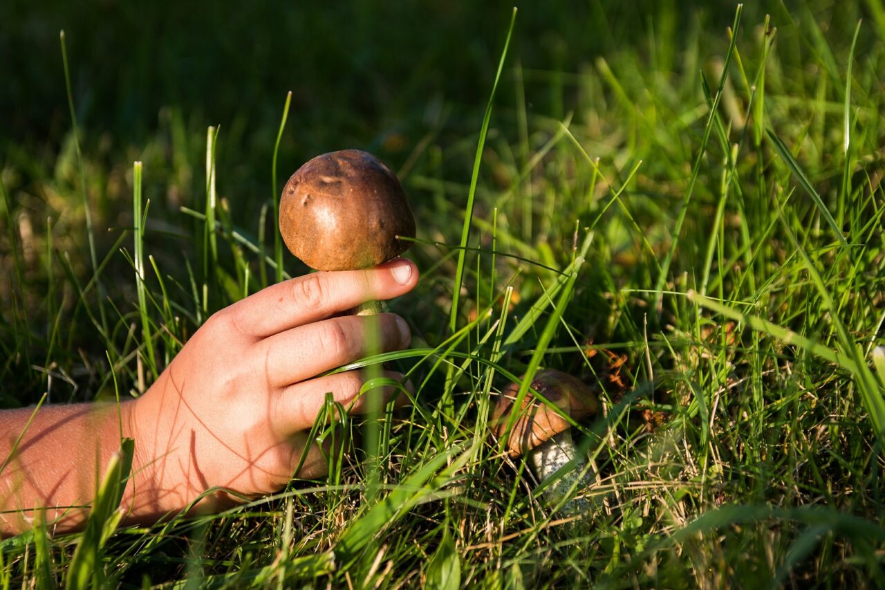 Cercatore di funghi ruzzola per una quindicina di metri lungo un pendio, 90enne ferito