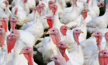 Focolai di influenza aviaria in Veneto: ecco tutte le zone di ulteriore restrizione