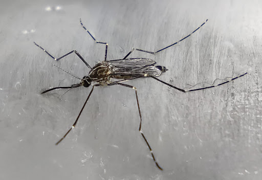 Kit antizanzare gratuito a Belluno, dove e quando ritirarlo