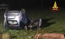 Auto si schianta contro un cervo in località Nemeggio: morto l'animale