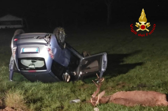 Auto si schianta contro un cervo in località Nemeggio: morto l’animale