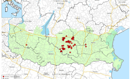 Allarme epidemia di Aviaria: si sta diffondendo in Veneto e Lombardia