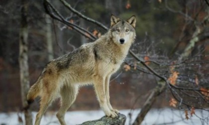 Venti branchi di lupi nel Bellunese: Prefettura e Provincia scrivono al Ministero dell’Ambiente