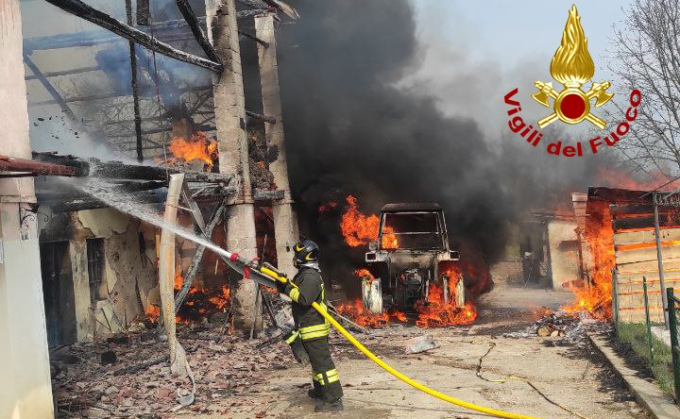 Rogo nel fienile, pastore maremmano salva i cuccioli dalle fiamme coprendoli con il suo corpo