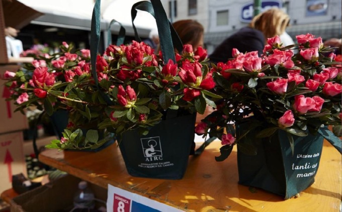 Cosa fare a Belluno e provincia nel weekend: gli eventi di sabato 7 e domenica 8 maggio 2022