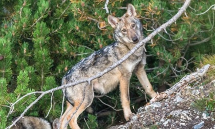 Aumenta il numero di lupi: tra i monti bellunesi almeno otto branchi