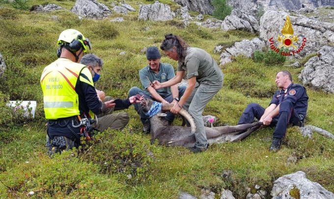 Lo stambecco con la scatoletta di tonno incastrata nella gola è morto