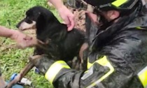 Cane incastrato in un canale di scolo: l'emozionante intervento dei soccorritori