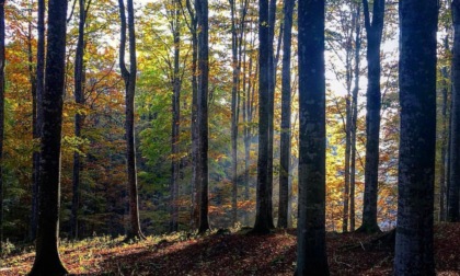 Si perde durante una passeggiata in Cansiglio con i cani e chiama i soccorsi