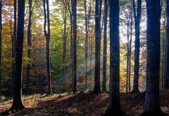 Si perde durante una passeggiata in Cansiglio con i cani e chiama i soccorsi