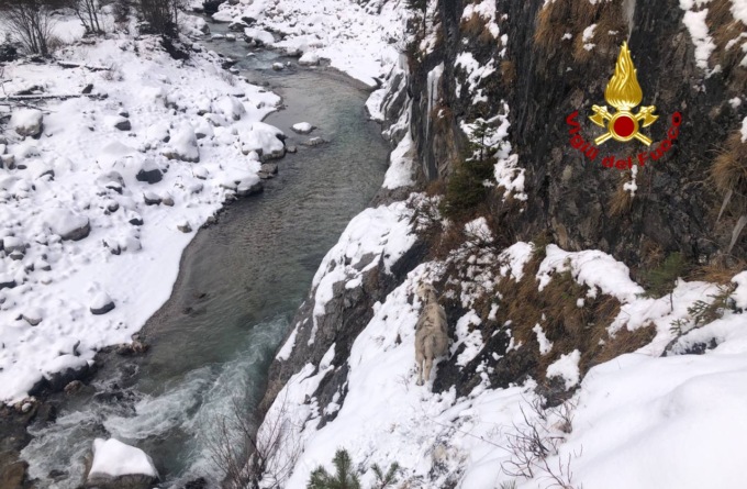 Pecora bloccata sulle rocce con il suo agnellino vicino al Piave: le foto del recupero dei Vigili del fuoco