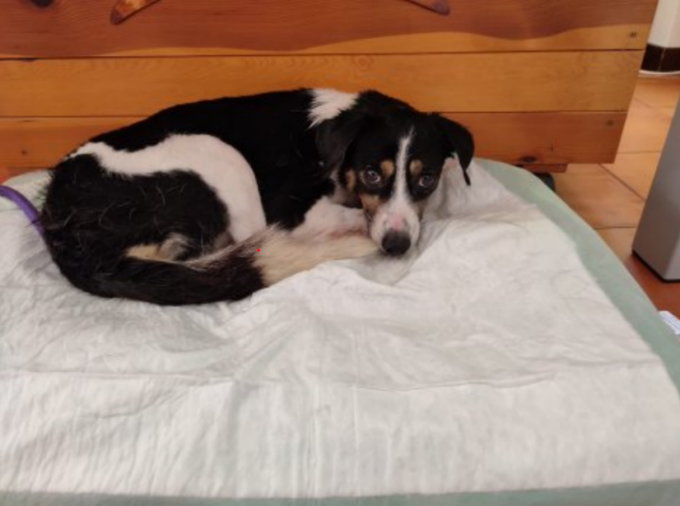 Cane sciolto a Belluno, l’Ulss: “Fermi, stiamo cercando di catturarlo”