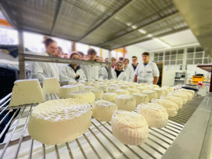 Insegnare ai ragazzi l’antica arte del “far formaggio”: partiti i corsi per casaro