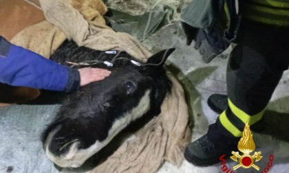 Cavallo cade nel torrente e rischia l'ipotermia: salvato dai vigili del fuoco