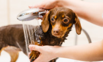 Lavare il cane: l’importanza di utilizzare uno shampoo di qualità