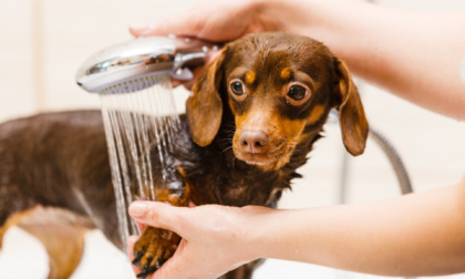 Lavare il cane: l’importanza di utilizzare uno shampoo di qualità