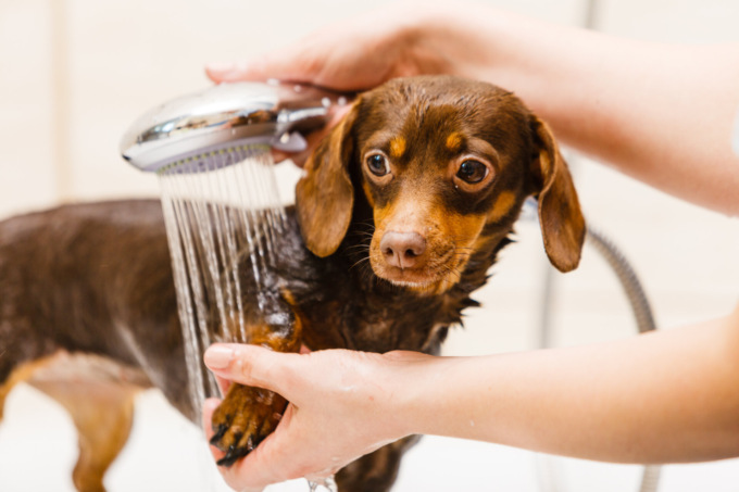 Lavare il cane: l’importanza di utilizzare uno shampoo di qualità