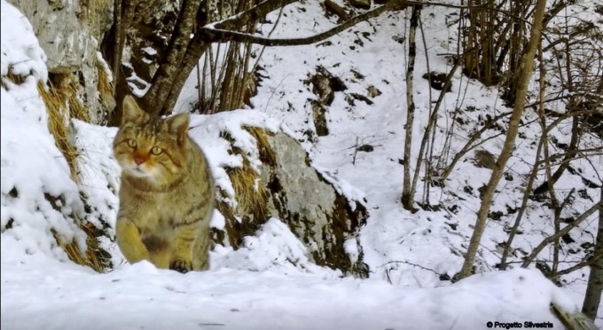 Inseguendo un fantasma: serata dedicata alla scoperta del gatto selvatico in provincia