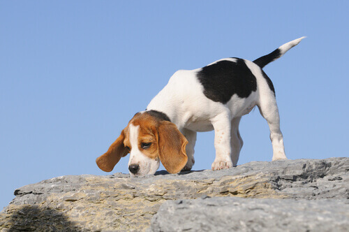 Si allontana dai padroni e finisce in una scarpata: cagnolino salvato dal soccorso alpino