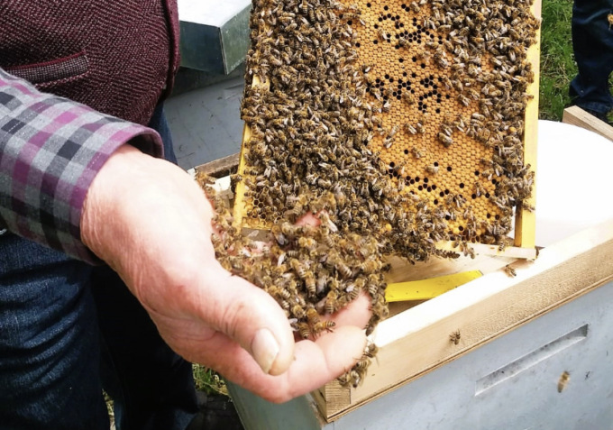 Allarme per l’ape Carnica: in Veneto si salva solo la provincia di Belluno