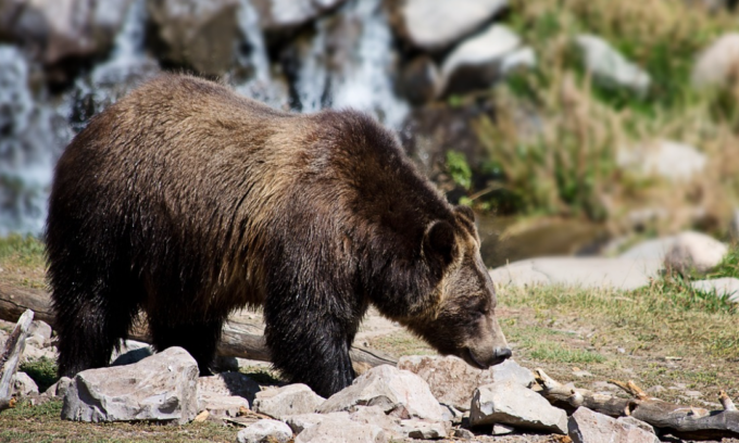 Cansiglio, trovate impronte di un orso nel bosco, la forestale:” E’ di passaggio”
