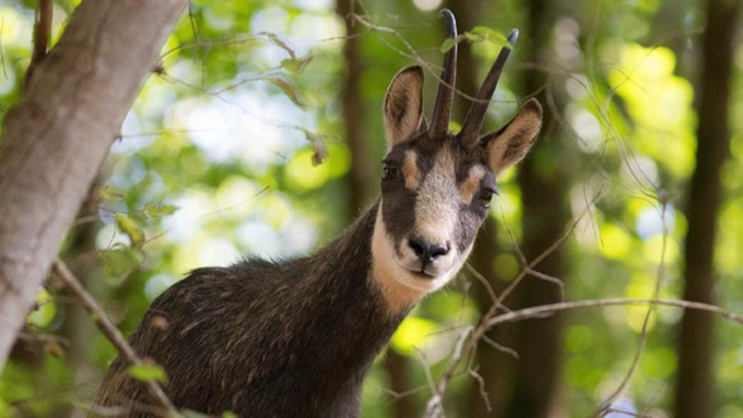 Radiocollare su camosci e lupi del Grappa per uno studio unico a livello alpino