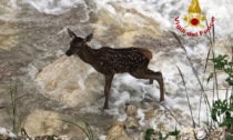 Un cervo di pochi giorni cade nel Bigontina: il video del salvataggio