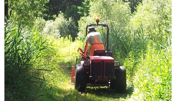 Erba alta e siepi fuori controllo a Ponte nelle Alpi: multa fino a 500 euro per chi non le sistema