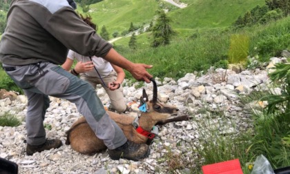 Catturati alcuni camosci sul Grappa, saranno monitorati tramite collare