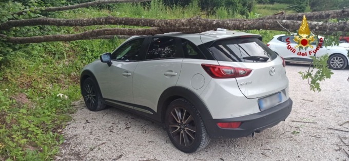 Esce dal lavoro ad Agordo e trova un albero sul tettuccio dell’auto
